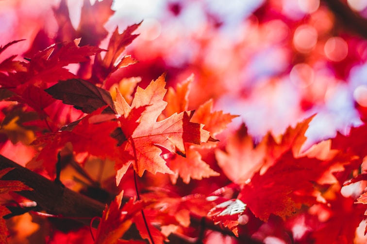Image of autumn