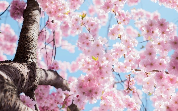 Image of spring
