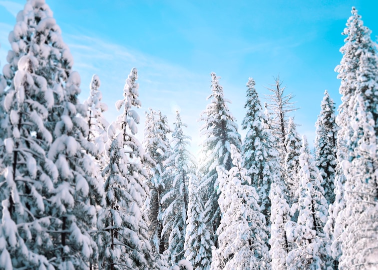 Image of winter